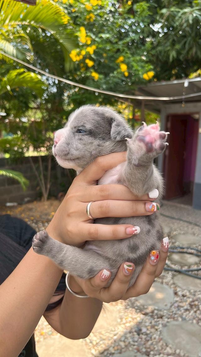 อเมริกันบูลลี่ เอ็กโซติก เพศเมีย