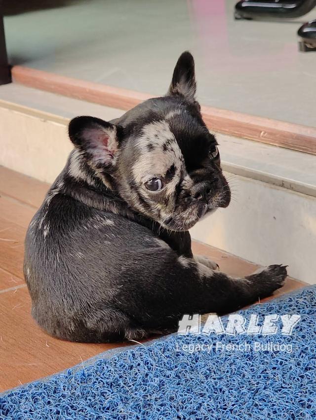 Harley, Exotic French Bulldog, black merle, rare color 10