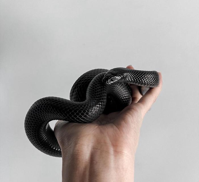 งูแบล็คคิงส์ สีดำดุดัน 1