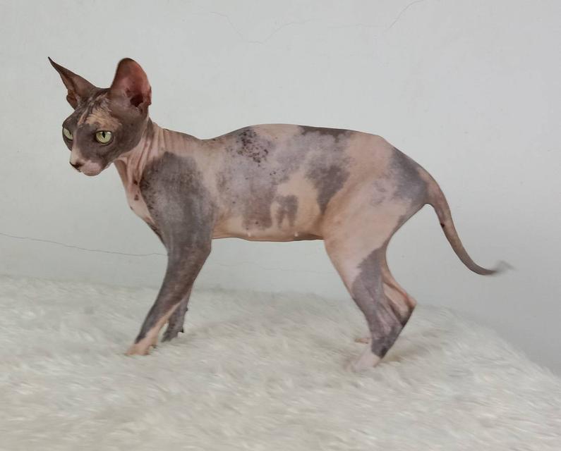 20.แมวสฟิงซ์/เพศเมีย หาบ้าน Sphynx Cat/Female looking for a new home 4