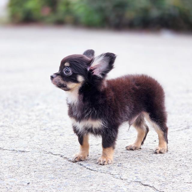 ชิวาวาขนยาวแบล็คแทนเพศผู้พร้อมย้ายบ้านสินสอดเบาๆ