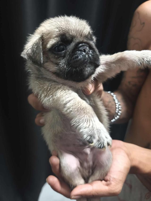 หมาปั๊ก