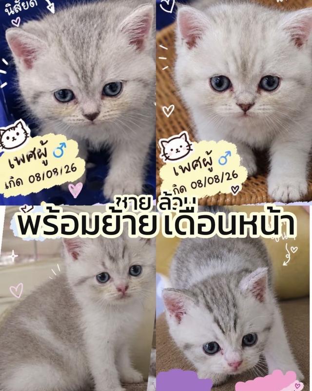 สนใจผ่อนแมว ผ่อนไปเลี้ยงไปทักมาได้เลย ใช้บัตร ปปช ใบเดียว ไม่ต้องมีบัตรเครดิต รูปย่อยที่ 2