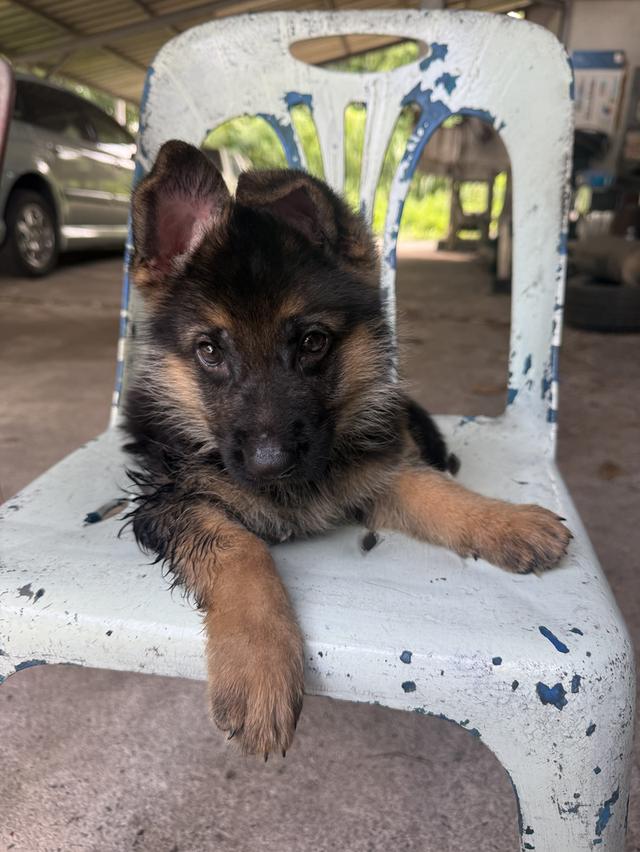 หมาเยอรมันแชดเพริด 3