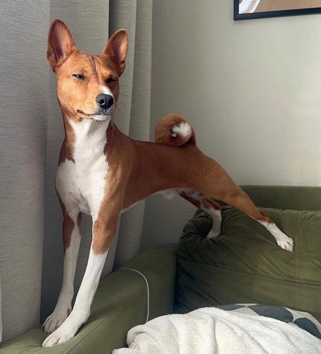 Basenji พันธุ์แท้จากฟาร์มชั้นนำ