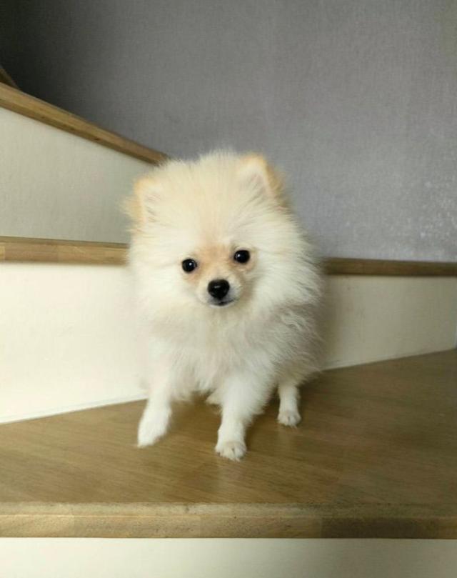 Pomeranian ปอมเมอเรเนียน แท้ 3