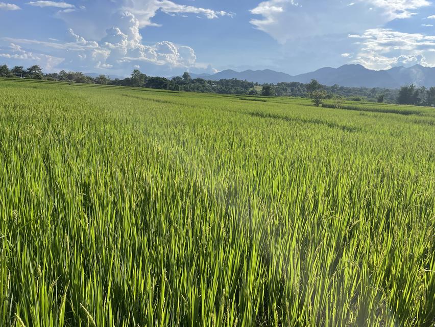 ที่ดินวิวสวย อำเภอปาย 2