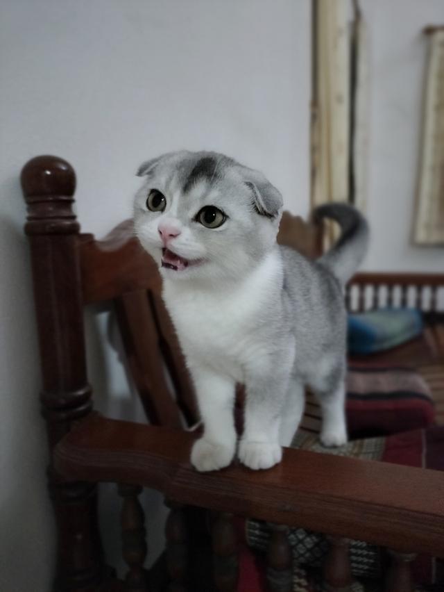 Scottish fold  5