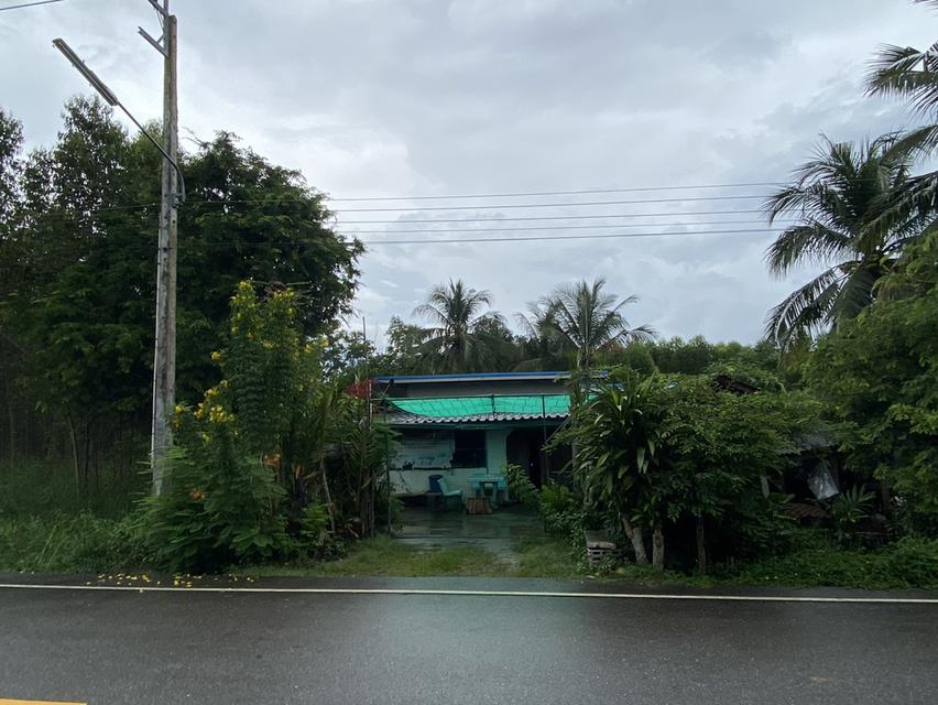 ขายที่ดินพร้อมบ้าน เนื้อที่ 365 ตารางวา อ.เกาะจันทร์ จ.ชลบุรี 8