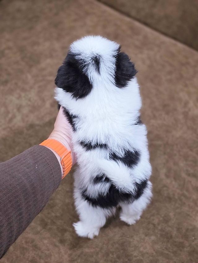 ชิสุผสมพุดเดิ้ล พิกัดรามอินทรา 10