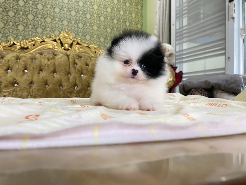 ลูกปอมเมอเรเนียนแท้ น่ารัก สีสวย