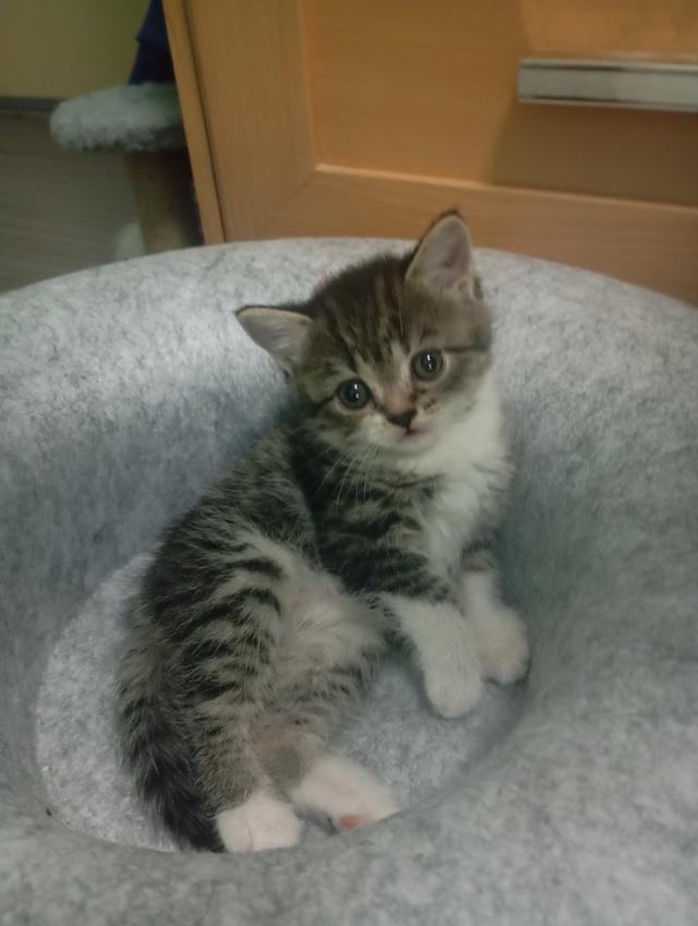 ลูกแมวบริติช🎂09/09 3