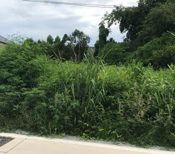 ขายที่ดินนาจอมเทียน พัทยา 212 ตรว. ซอยทุ่งเจ๊กเลี่ยว ใกล้หาดบ้านอำเภอ5กม. อ.สัตหีบ จ.ชลบุรี 2