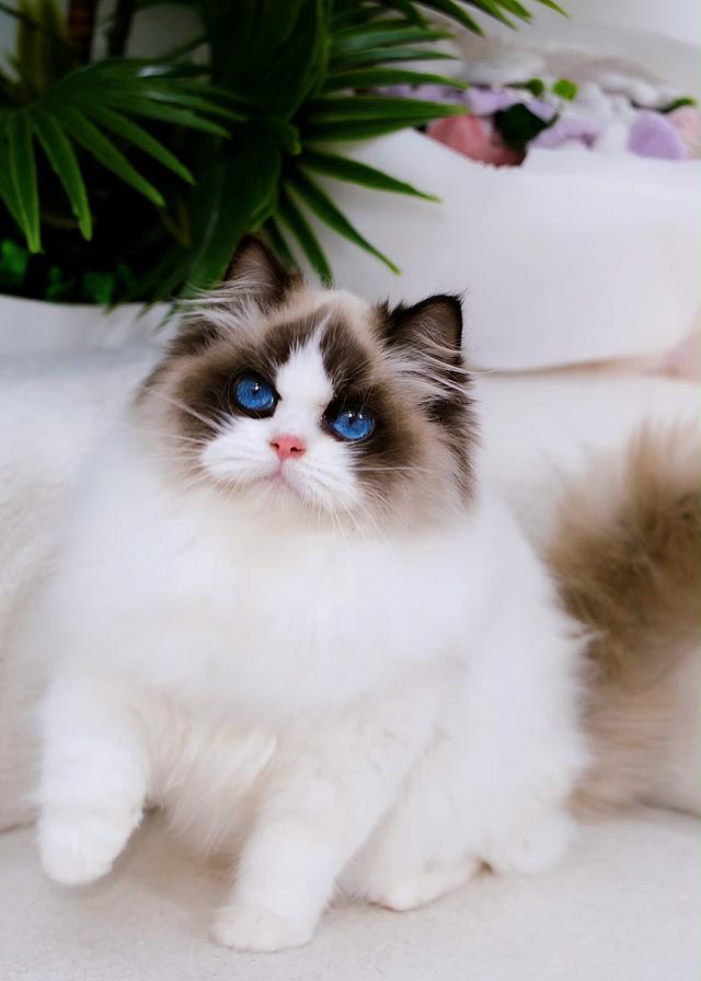 แมวแร็กดอลเด็กผู้ชาย 4เดือน 3