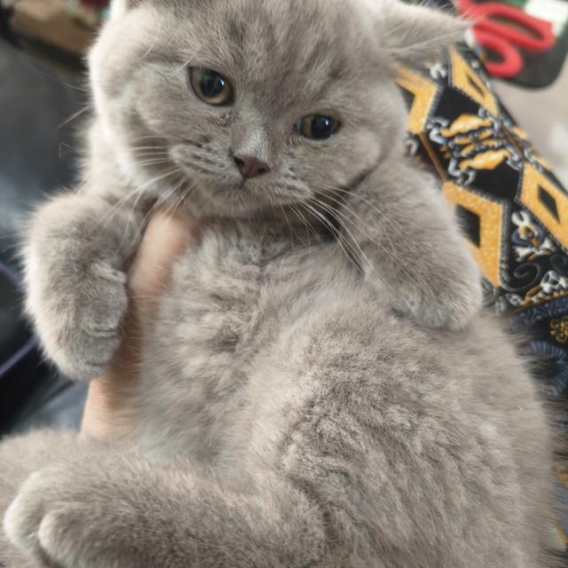 น้องแมวเพศเมีย พันธ์ บริติชชอทแฮร์ 3