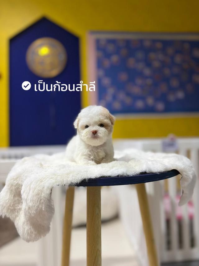 ด.ญ ไข่มุก พุดเดิ้ลแท้ รูปย่อยที่ 2