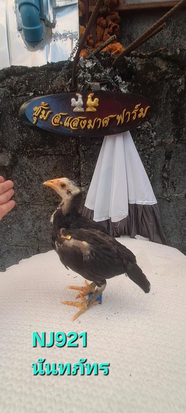 แบ่งสายพันธุ์ ลูกไก่ชน เหล่าพ่อแม่เงินล้าน รูปที่ 8