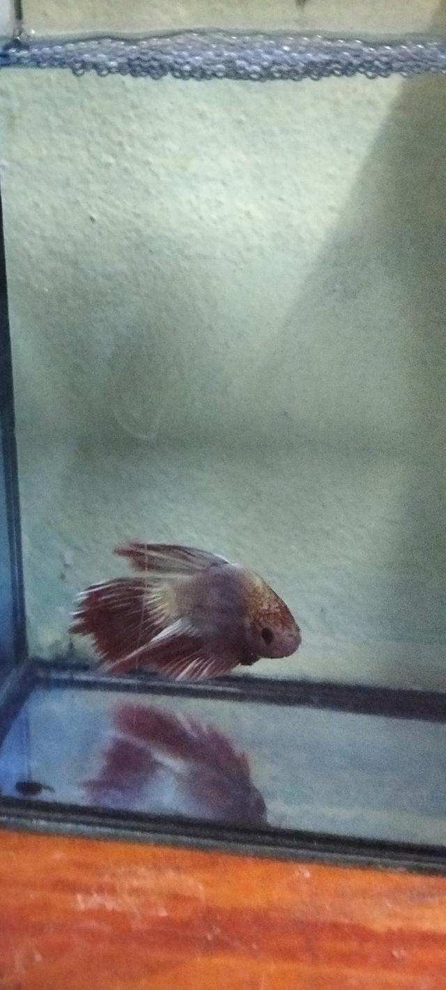 ปลากัดสวยงามอยุธยามีแบ่งทุกวัน รูปที่ 3