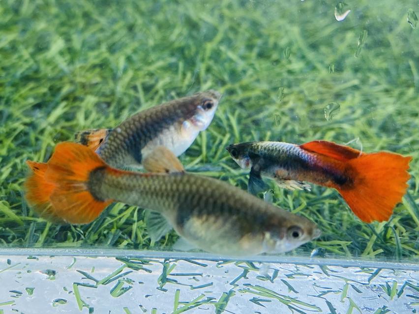 ปลาหางนกยูง หูช้างเรดเทล