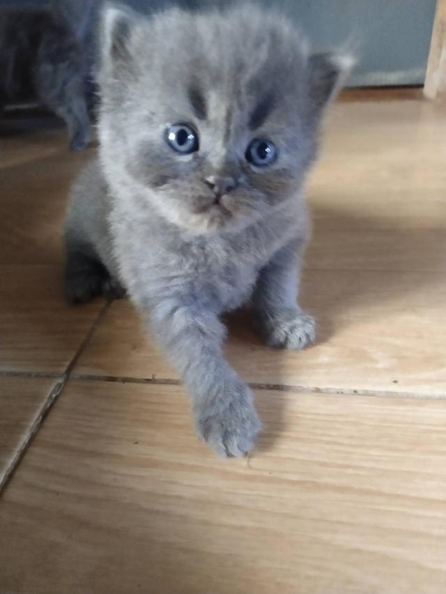 ขายน้องแมว สีเทาเพศผู้และเพศเมีย สีดำเพศเมีย บริชติสผสมเปอร์เซีย