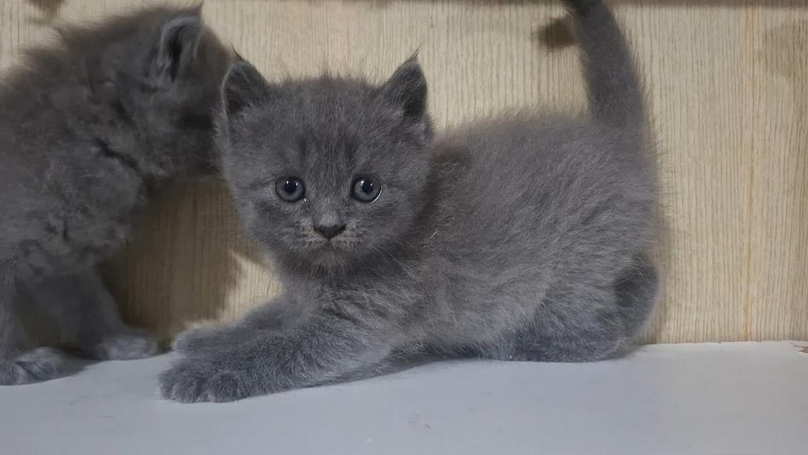 ลูกแมวบริติชลองแฮร์ ช็อตแฮร์