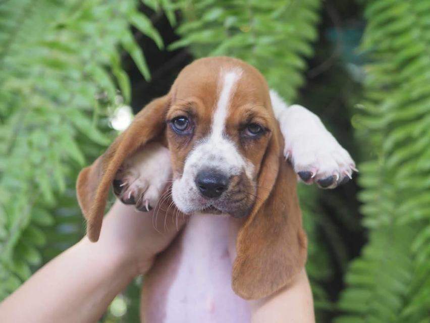 ขายลูกสุนัข Basset Hound 2