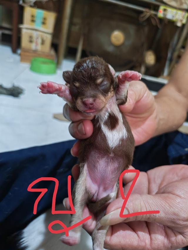 ขายลูกชิวาวา (ลูกหมาเลี้ยงบ้าน) 4