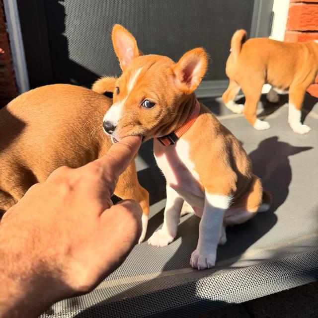 Basenji puppies WhatsApp me : +66 63 826 3042 รูปย่อยที่ 3