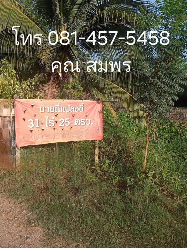ขายที่ดินพร้อมสวนมะพร้าวน้ำหอมพร้อมเก็บผลผลิต 1