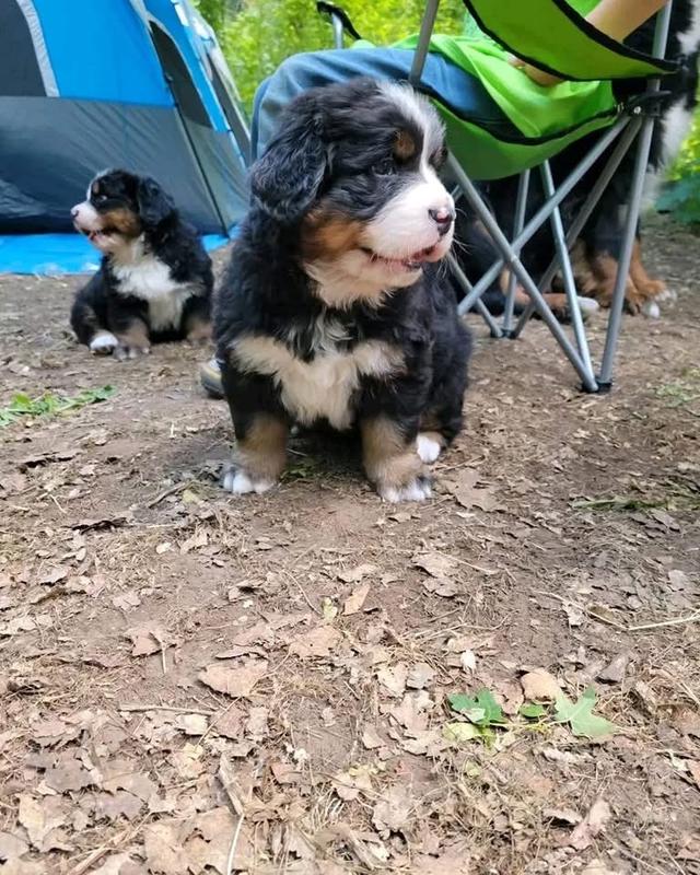 ลูกสุนัข Bernese Mountain Dog แท้ 3