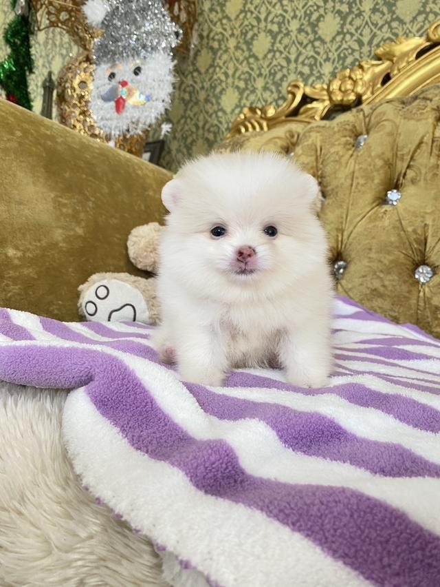 ปอมแท้ อายุ2เดือน ราคากันเอง พร้อมส่ง
