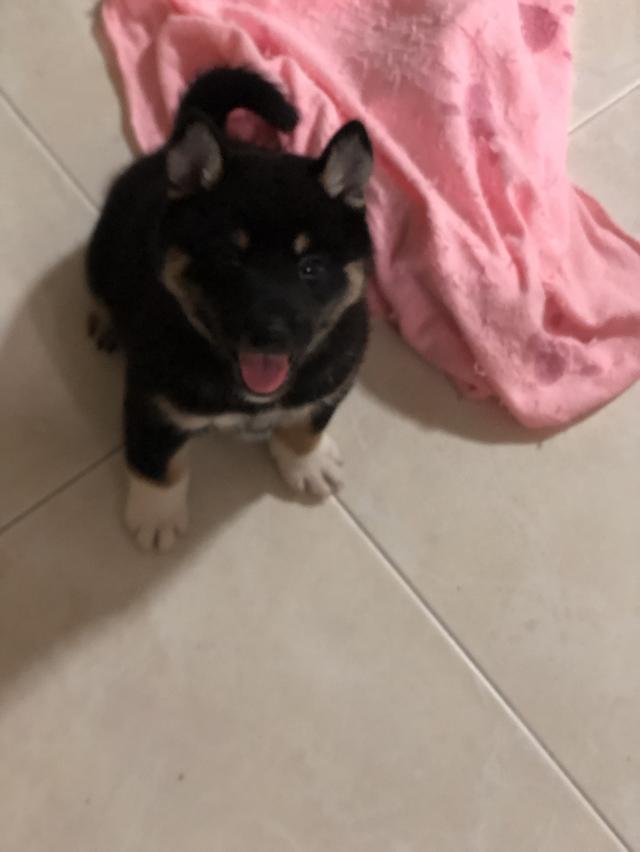 ลูกสุนัขชิบะอินุแท้ เพศผู้สี Black tan อายุ 2 เดือน 9