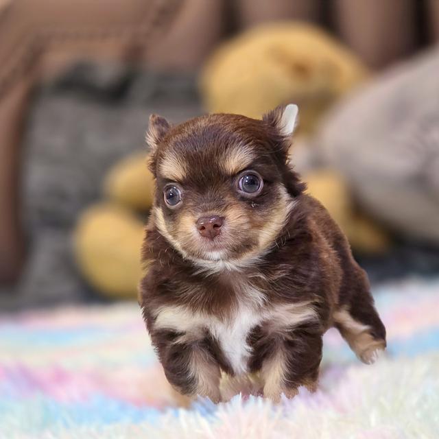 Chihuahuaขนยาวสีช็อค 4