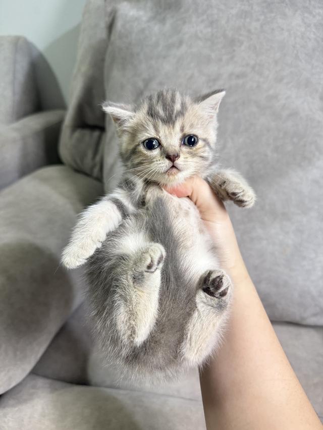 ลูกแมวสก๊อตติช