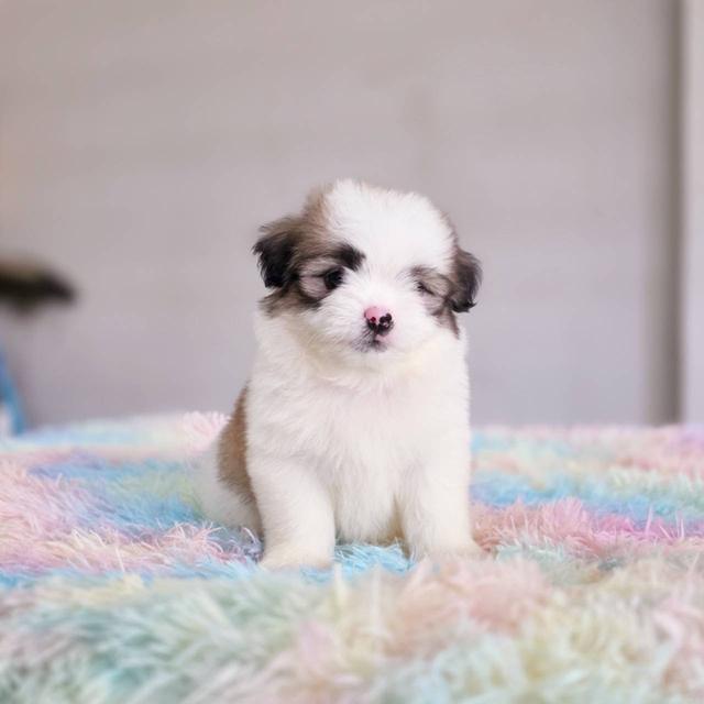 ชิสุผสมปอม เพศผู้ พิกัดรามอินทรา 7