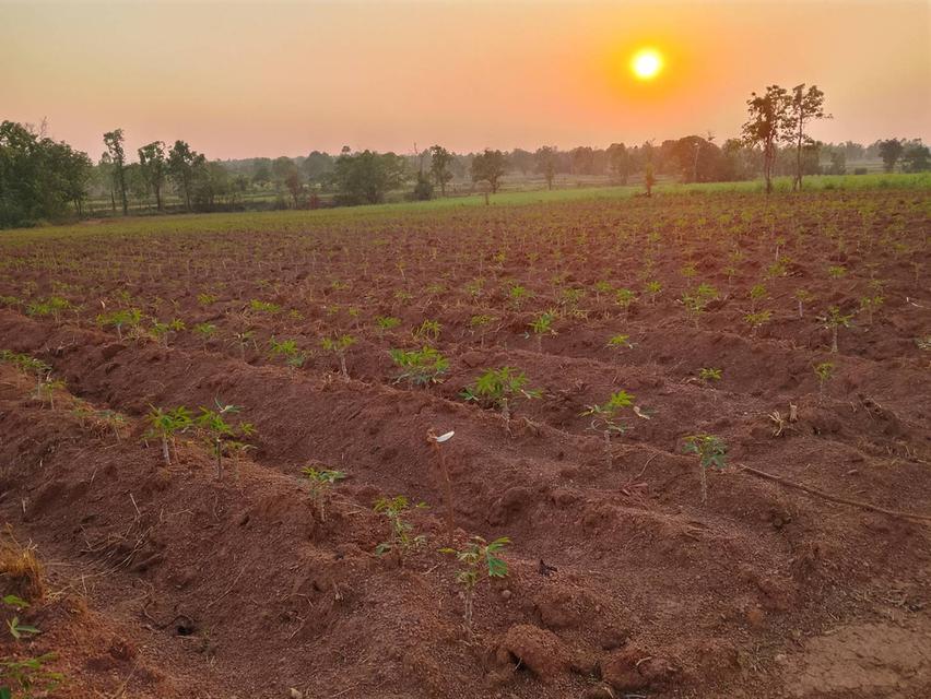 ขายที่ดิน จำนวน 6 ไร่ 6