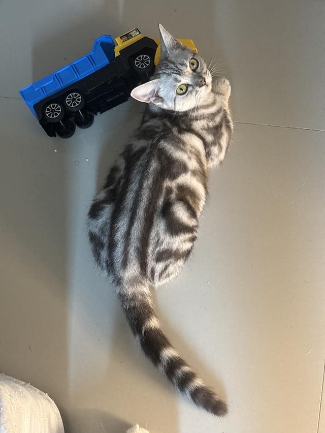 แมว อเมริกัน ช็อตแฮร์ รูปที่ 3