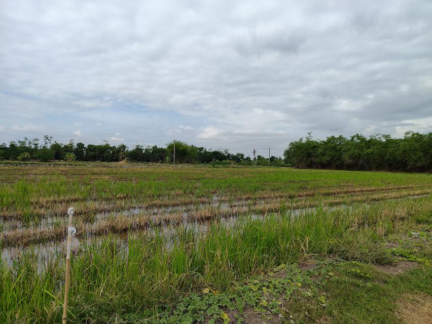 ขายที่ดิน ถนนคลองสิบ-สิบสี่ ซอย7 แขวงคลองสิบ เขตหนองจอก กรุงเทพฯ 20