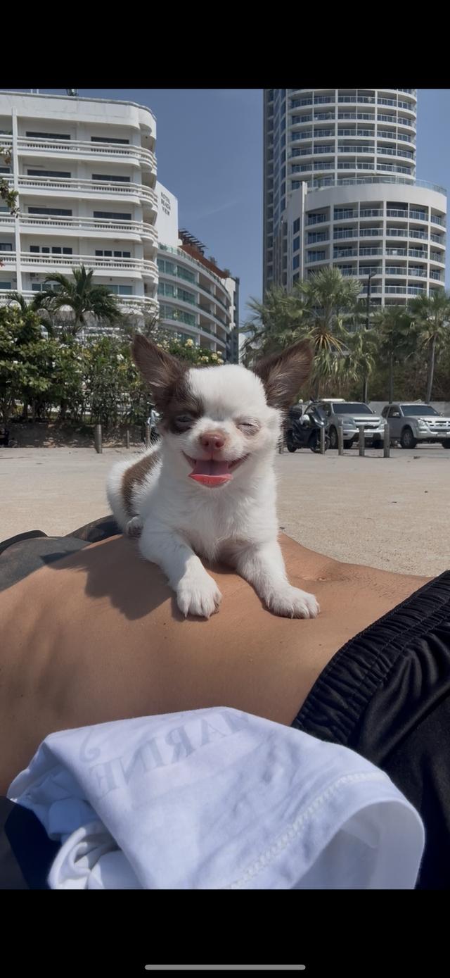 Chihuahua Puppy Boy Cute รูปที่ 4