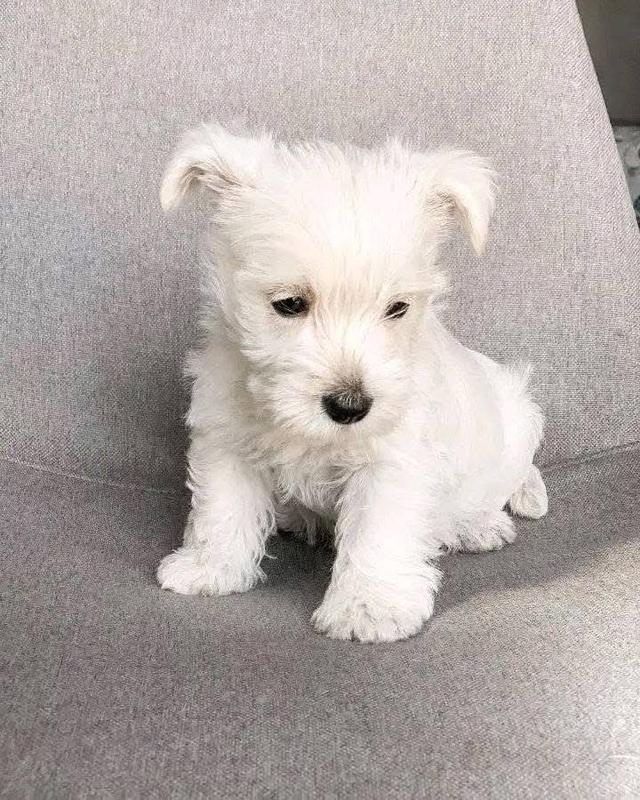 ลูกหมา West Highland White Terrier  3