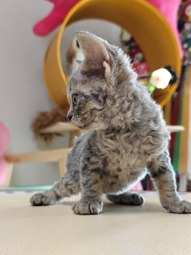 เดวอนเร็กซ์ Devon rex Oscat cattery chiangmai รูปที่ 3