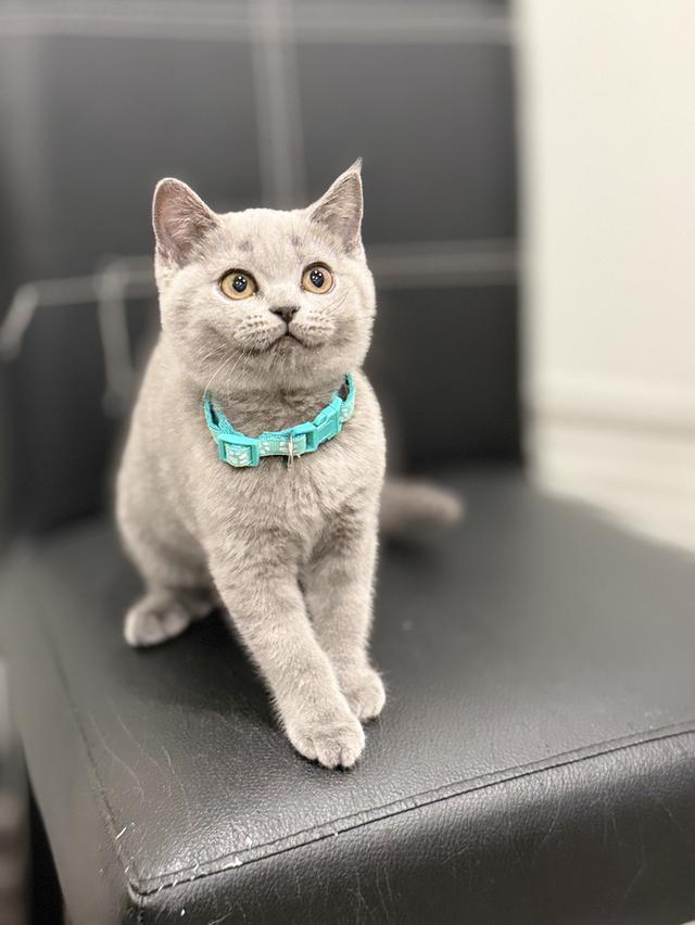 บริติช ช็อตแฮร์ สีบลู