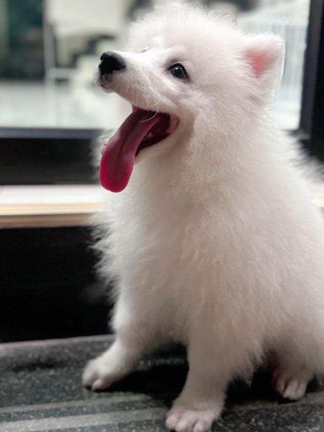 หาบ้านให้ลูกสาวซามอยด์ Samoyed