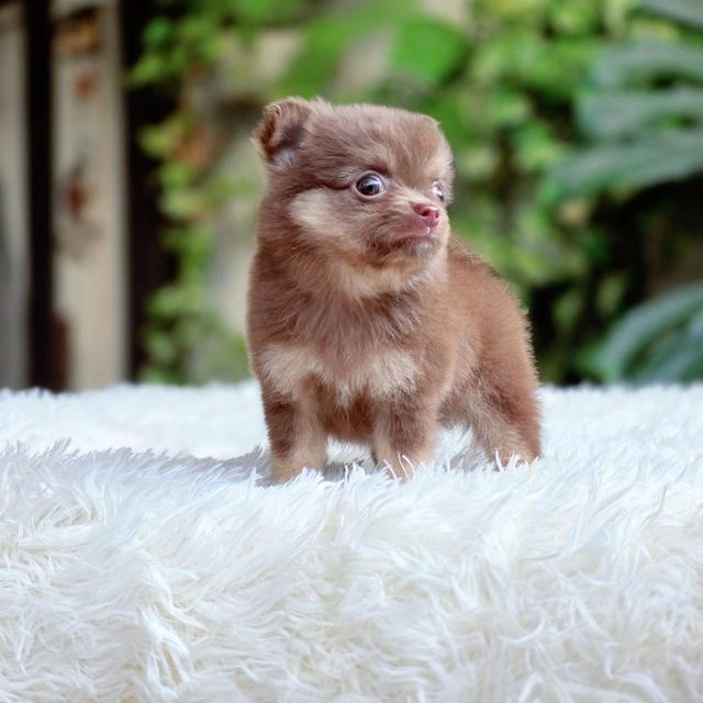 ชิวาวาแท้ ขนยาวสีช็อค เพศผู้ 7