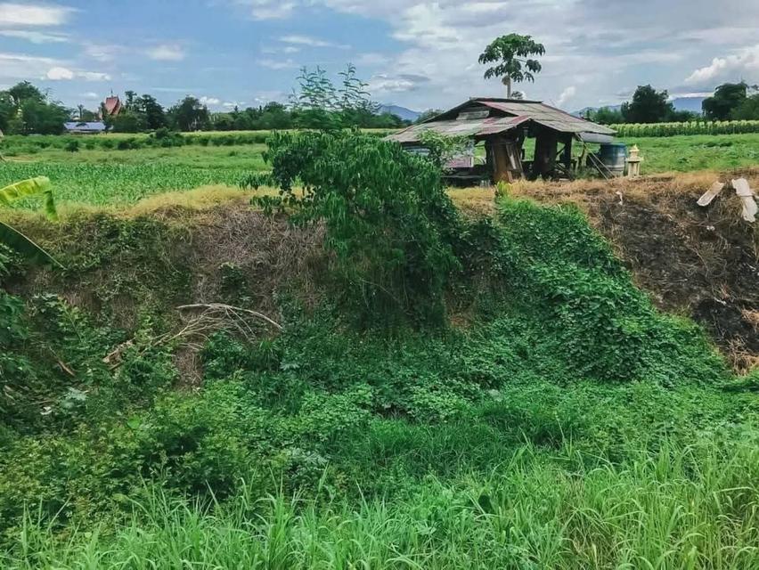 ขายที่ดินแม่ริม เชียงใหม่ 11