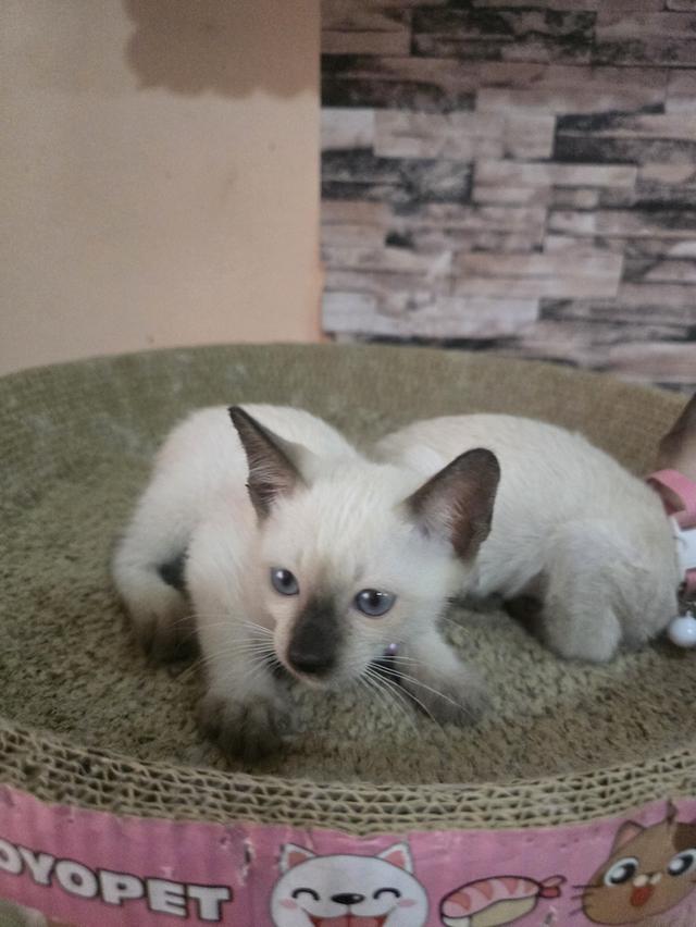 แมววิเชียรมาศพร้อมย้าย รูปที่ 5