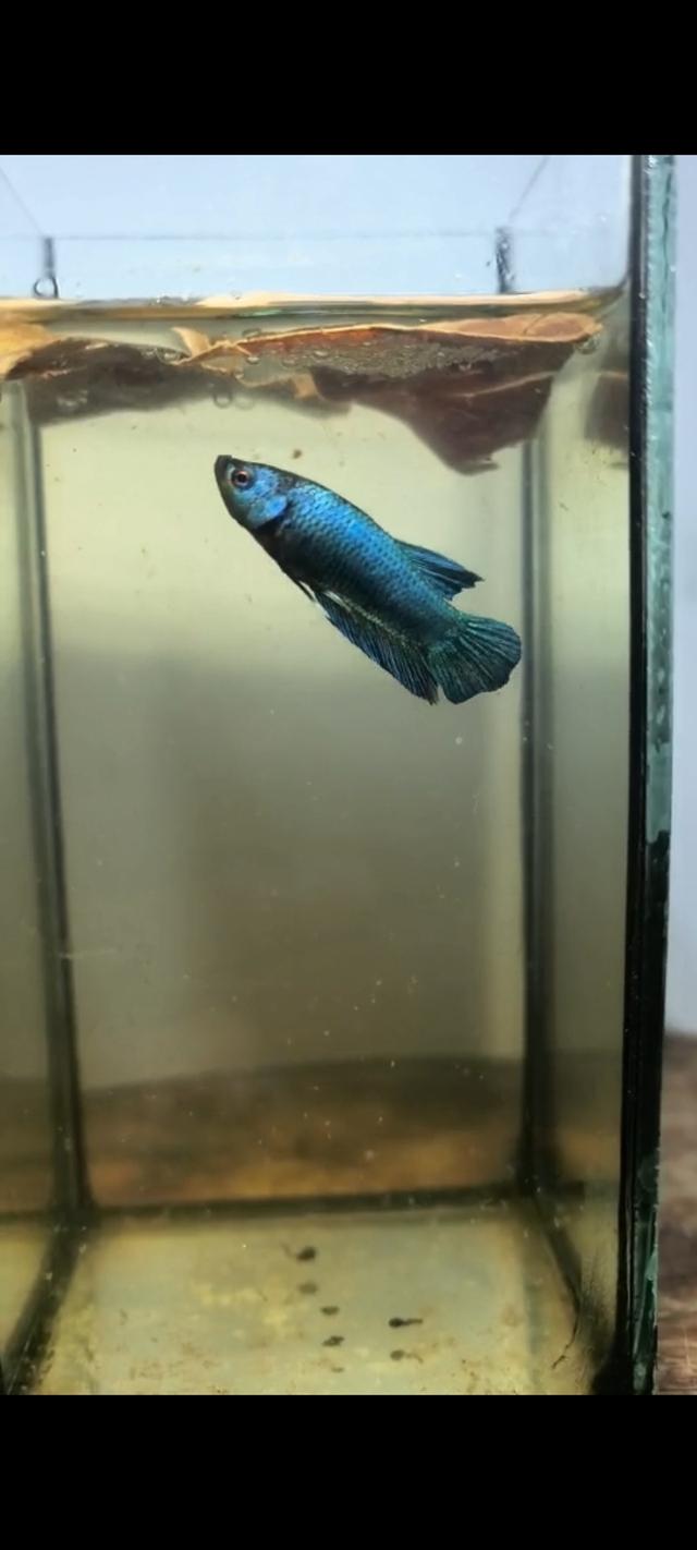 ปลากัดสวยงาม ปลากัด ปลากัดแฟนซี รูปที่ 2