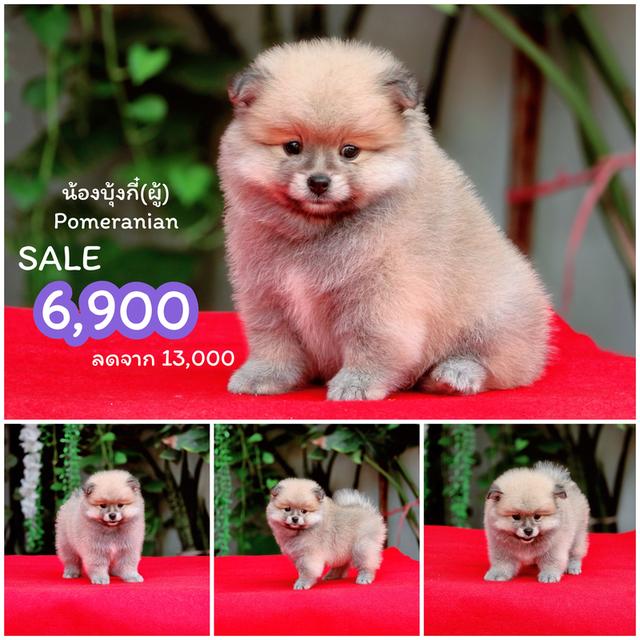 Pomeranian แท้เพศผู้อายุสองเดือนวัคซีนให้ฟรีพร้อมย้ายบ้านมีบริกาส่งเก็บปลายทาง