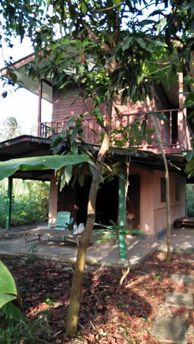  Land plus old Wooden House for sale at Phutthamonthon Sai 5 3