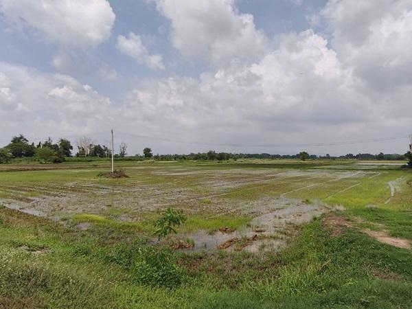 ขายที่ดิน ที่นา พิษณุโลก อำเภอวังทอง 19 ไร่ สวยมาก วิวนาสวย อากาศดี เงียบสงบ โทร 063-2825635 11